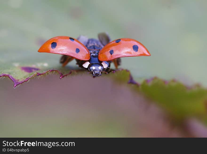 Ladybird shortly before take-off