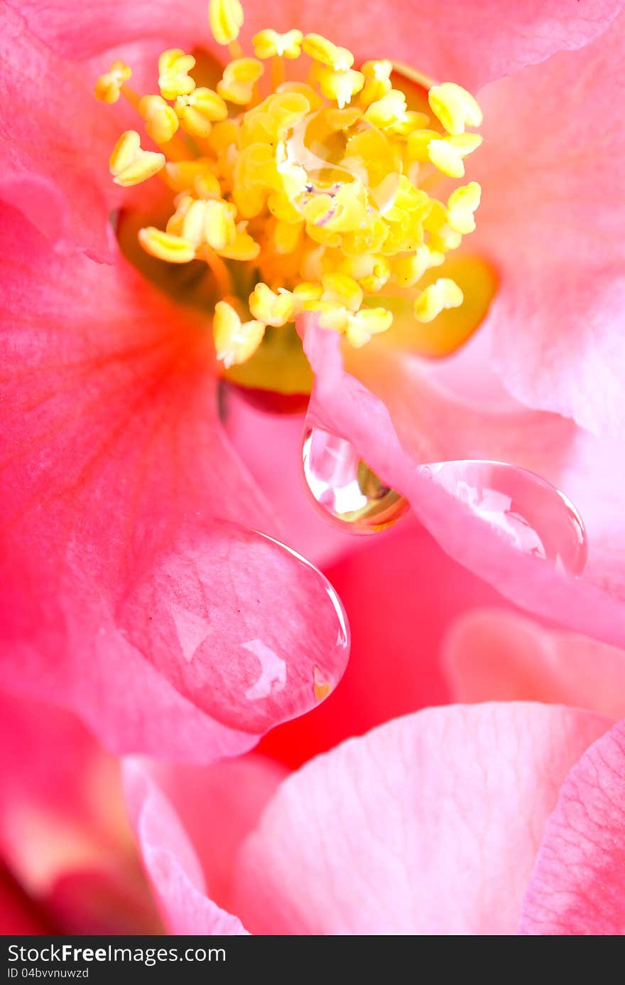 Drops of water on the tender petals of pink color. Drops of water on the tender petals of pink color