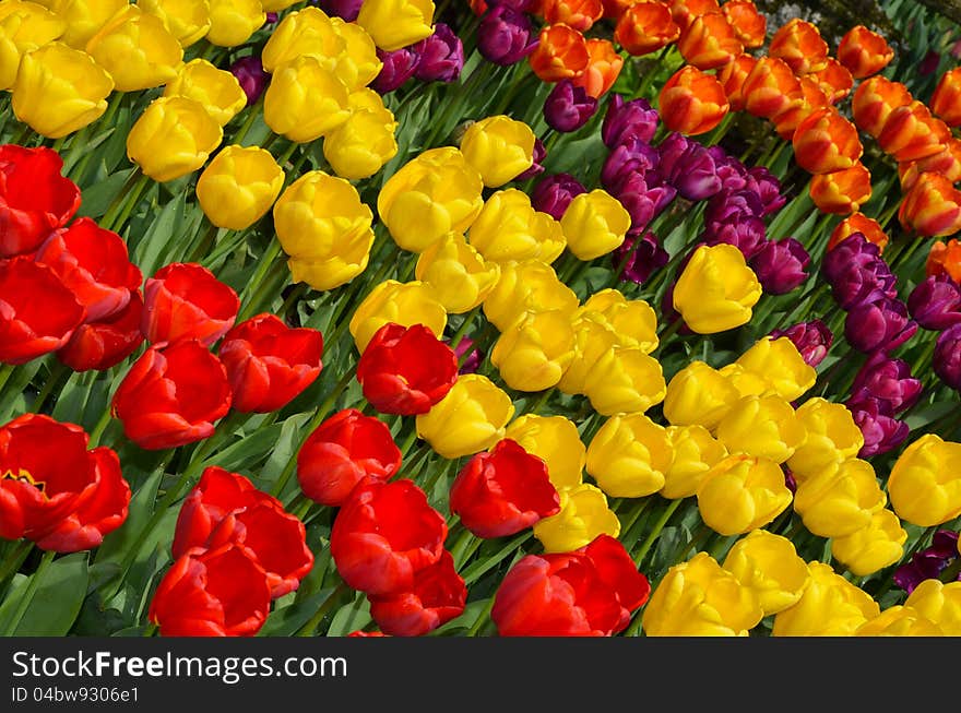 Colorful rows of spring tulips. Colorful rows of spring tulips