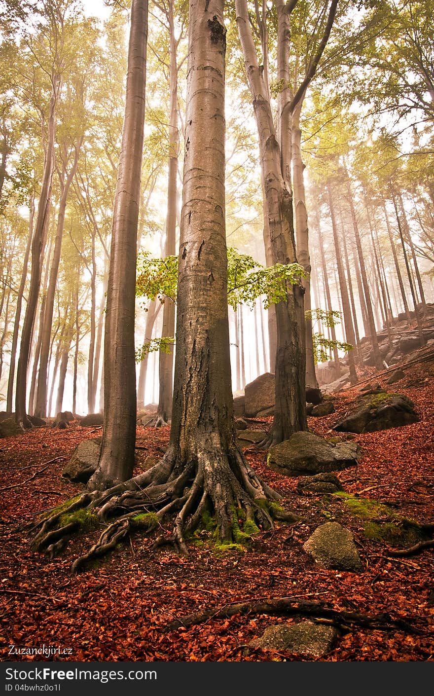 Beech forests in the fall