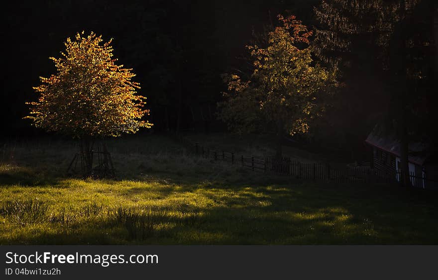 Gold tree at cottage in the landscapes. Gold tree at cottage in the landscapes.