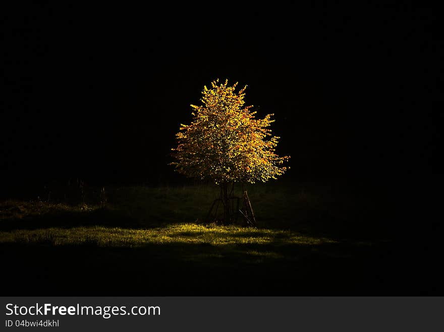 Gold tree at cottage in the landscapes. Gold tree at cottage in the landscapes.