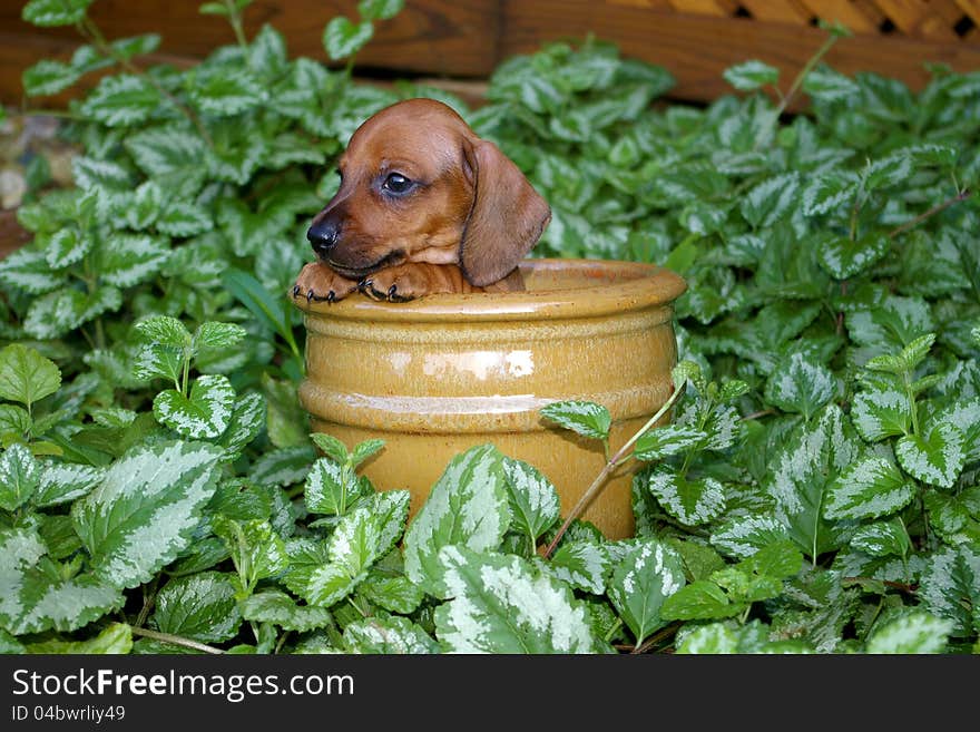 A red dachshund puppy peeking over the edge of a mustard colored flower pot amongst foliage. A red dachshund puppy peeking over the edge of a mustard colored flower pot amongst foliage