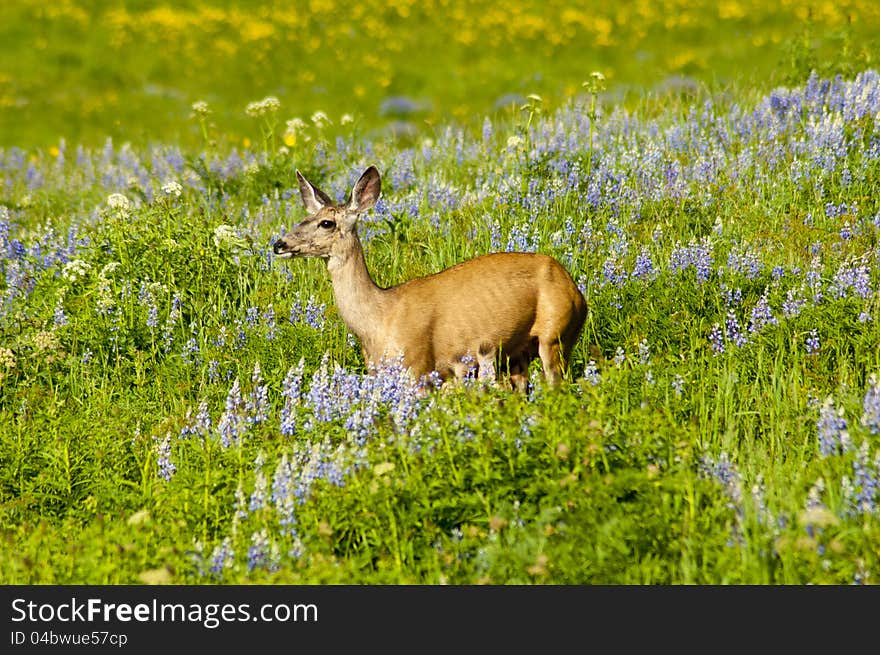 Mule deer in a field of flowers