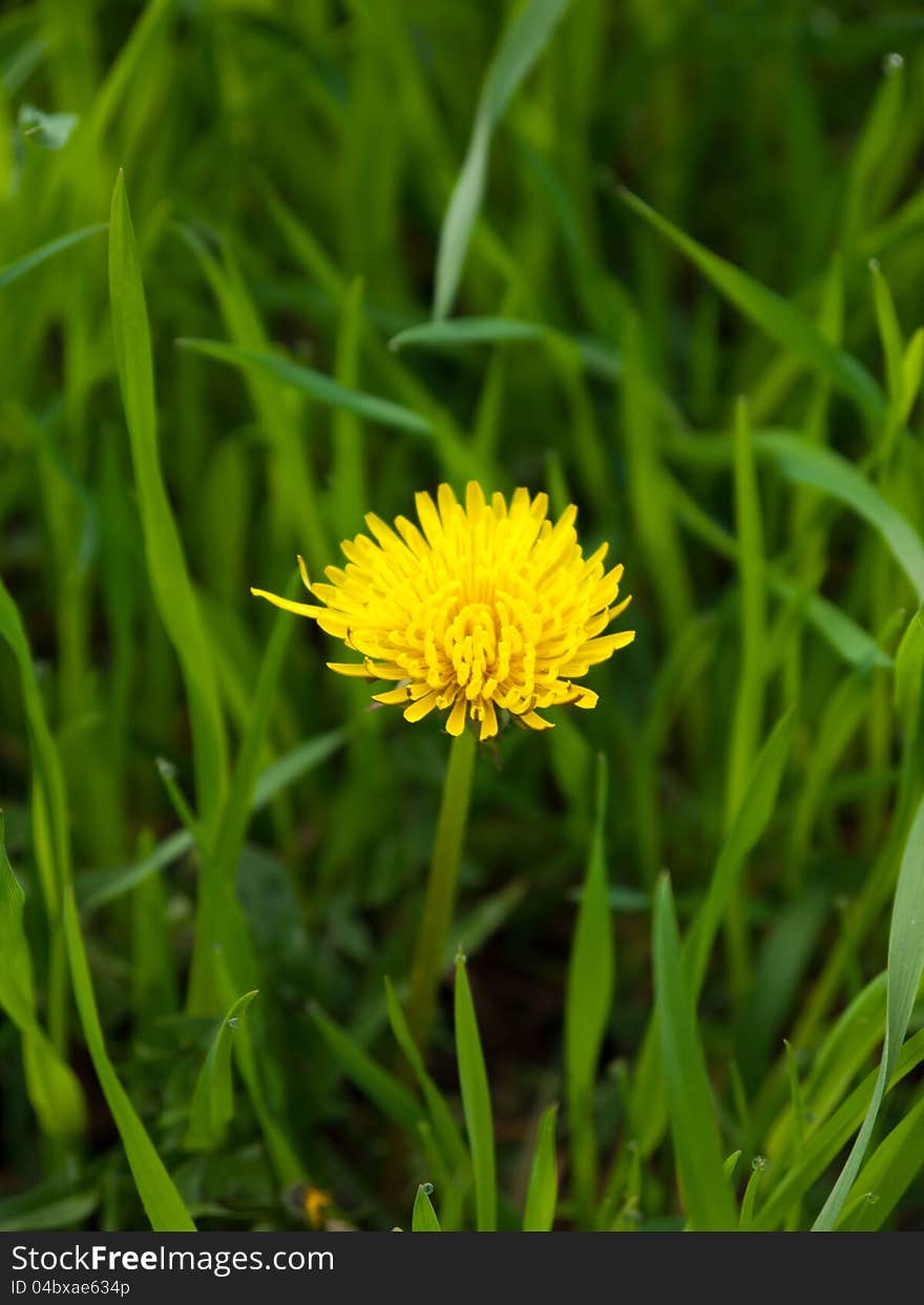 Dandelion In The Grass