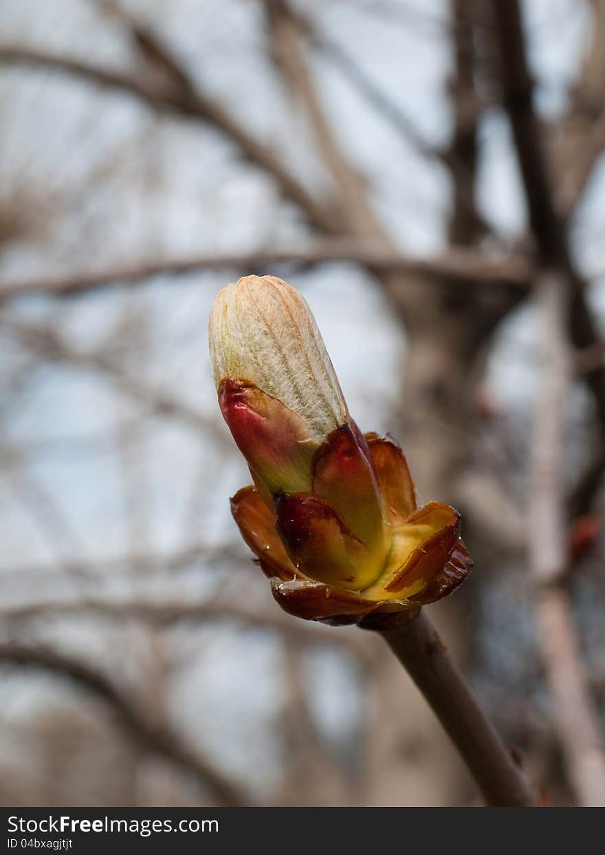 Chestnut bud