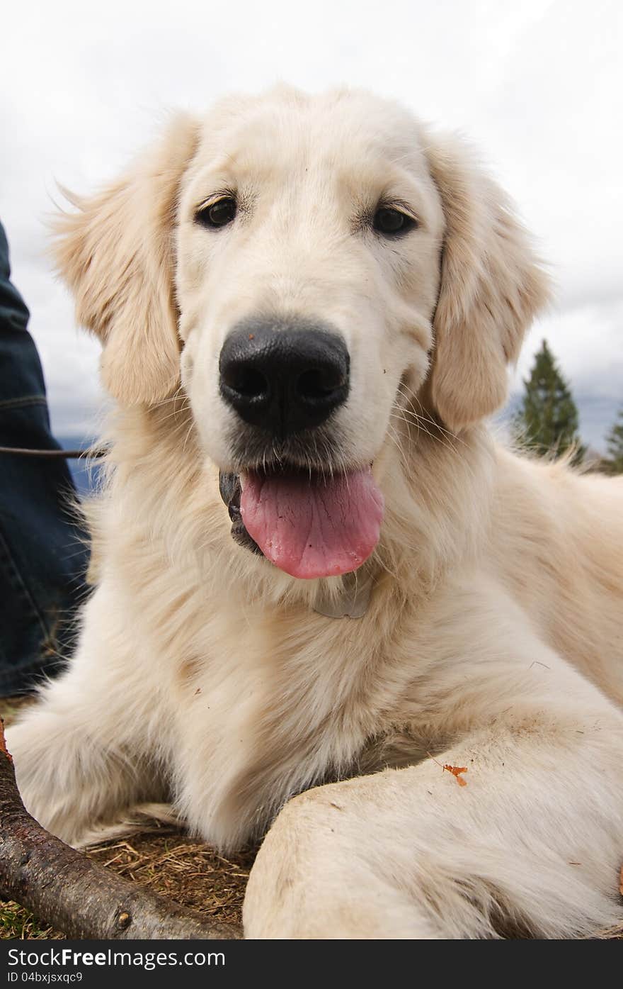 Golden retriever puppy tongue out. Golden retriever puppy tongue out