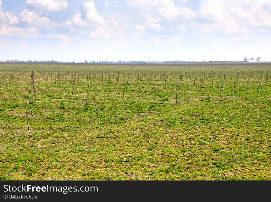 Field With Seedlings