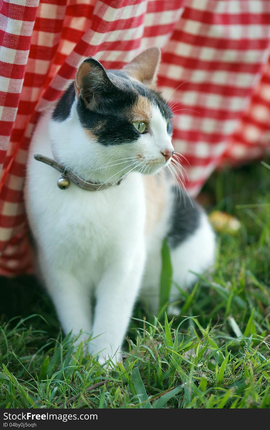 Tortoiseshell Cat