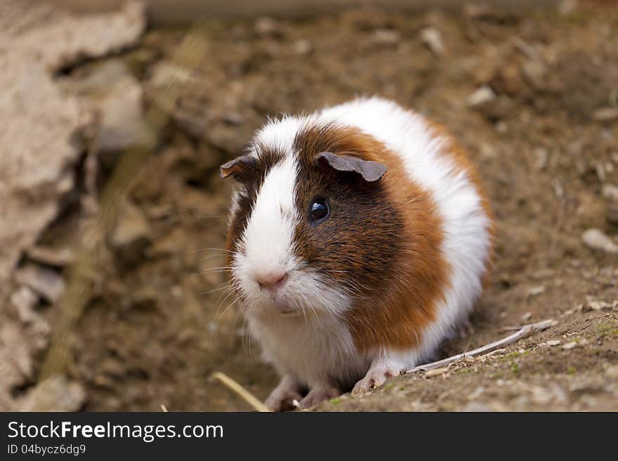 Guinea Pigs