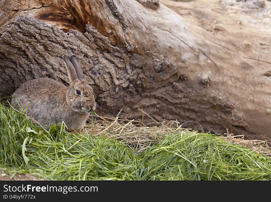 Brown wild rabbit eating grass in the field