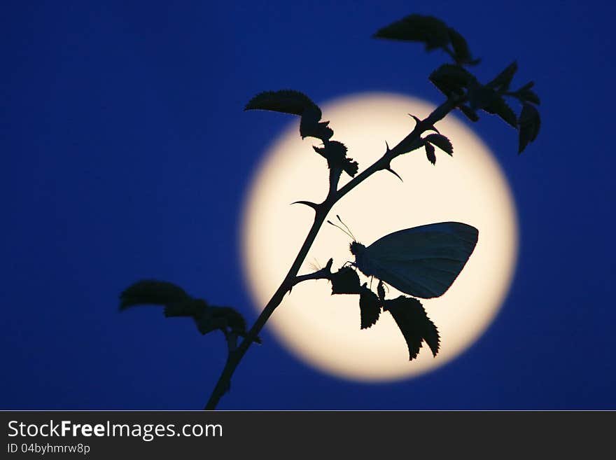 White butterfly sitting on a rose branch at moonlight. White butterfly sitting on a rose branch at moonlight