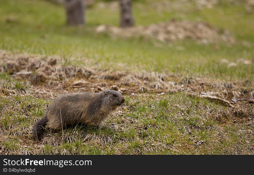 Beautiful in a meadow marmot fresh out of hibernation