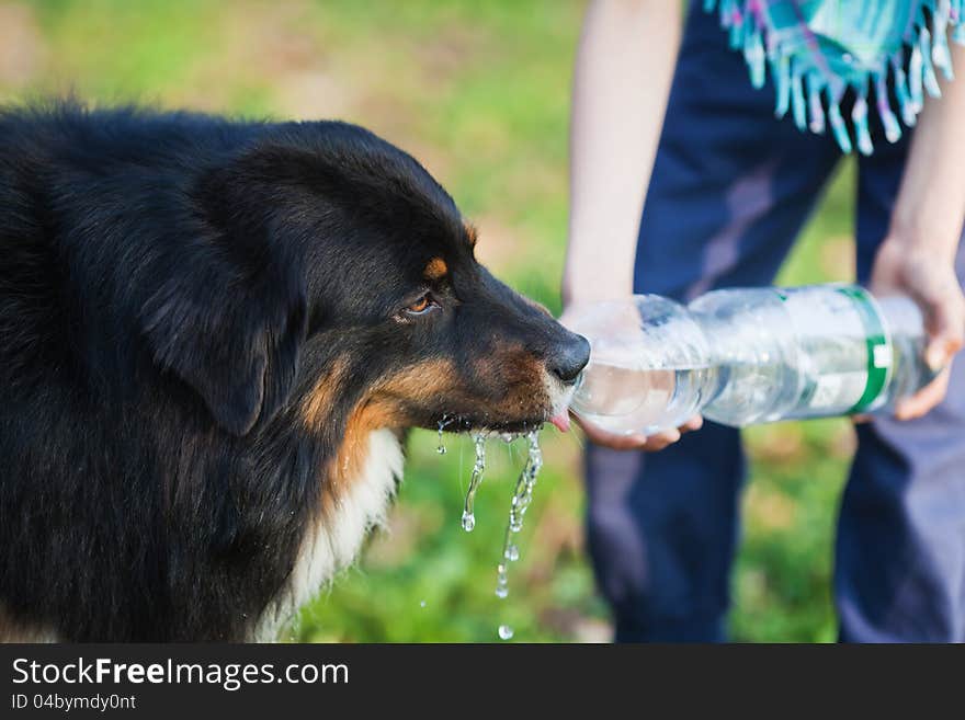 Girl gives a dog to drink