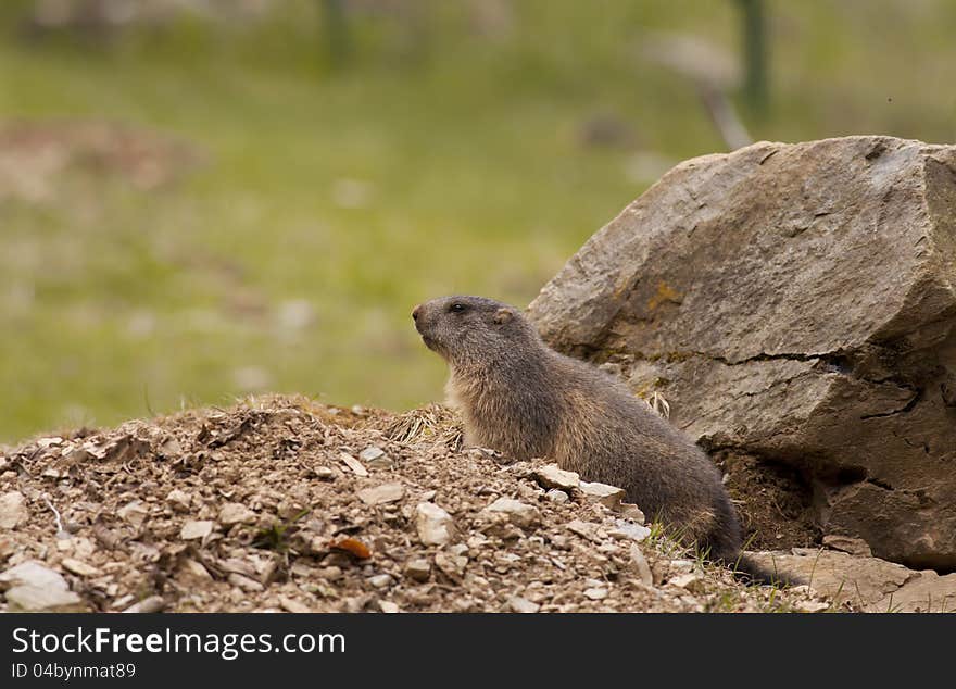 Beautiful in a meadow marmot fresh out of hibernation