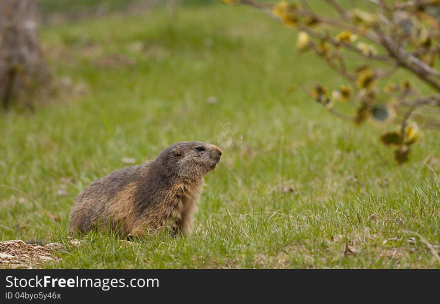 Beautiful in a meadow marmot fresh out of hibernation