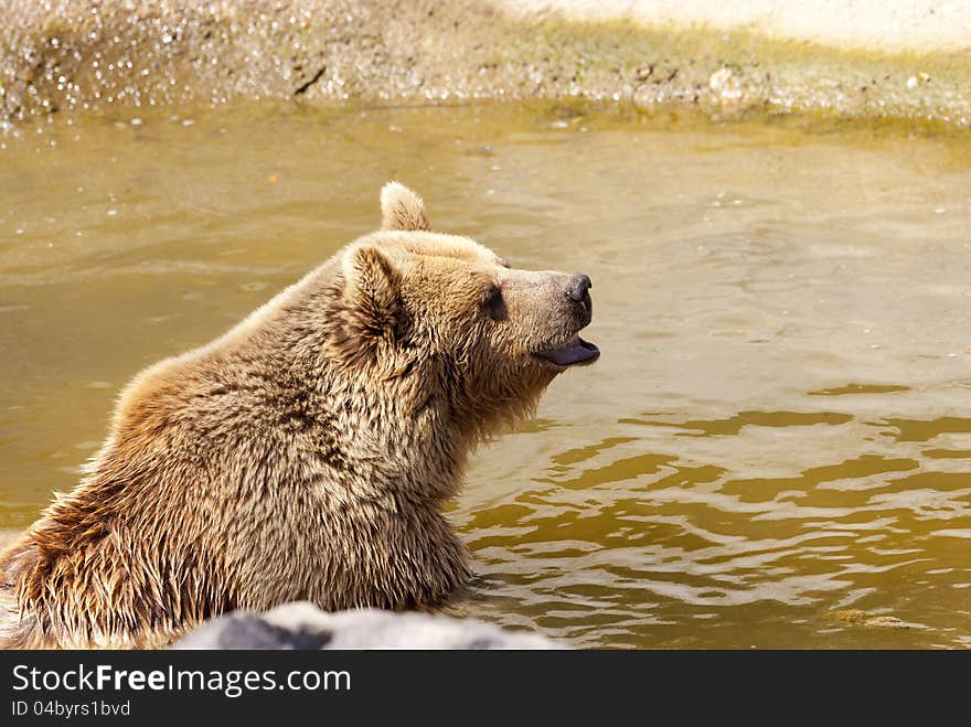 Beautiful brown bear taking a bath after leaving hibernation. Beautiful brown bear taking a bath after leaving hibernation