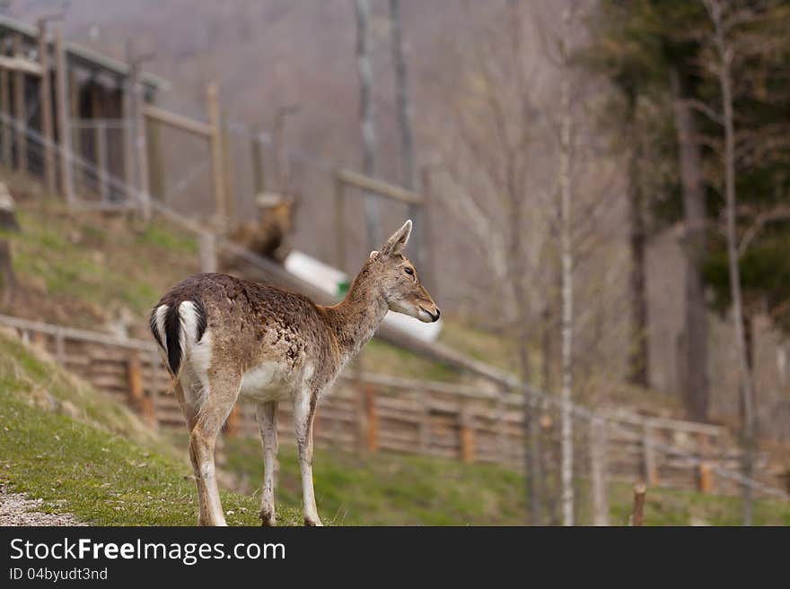 Chamois in semi precious grazing in the forest freed