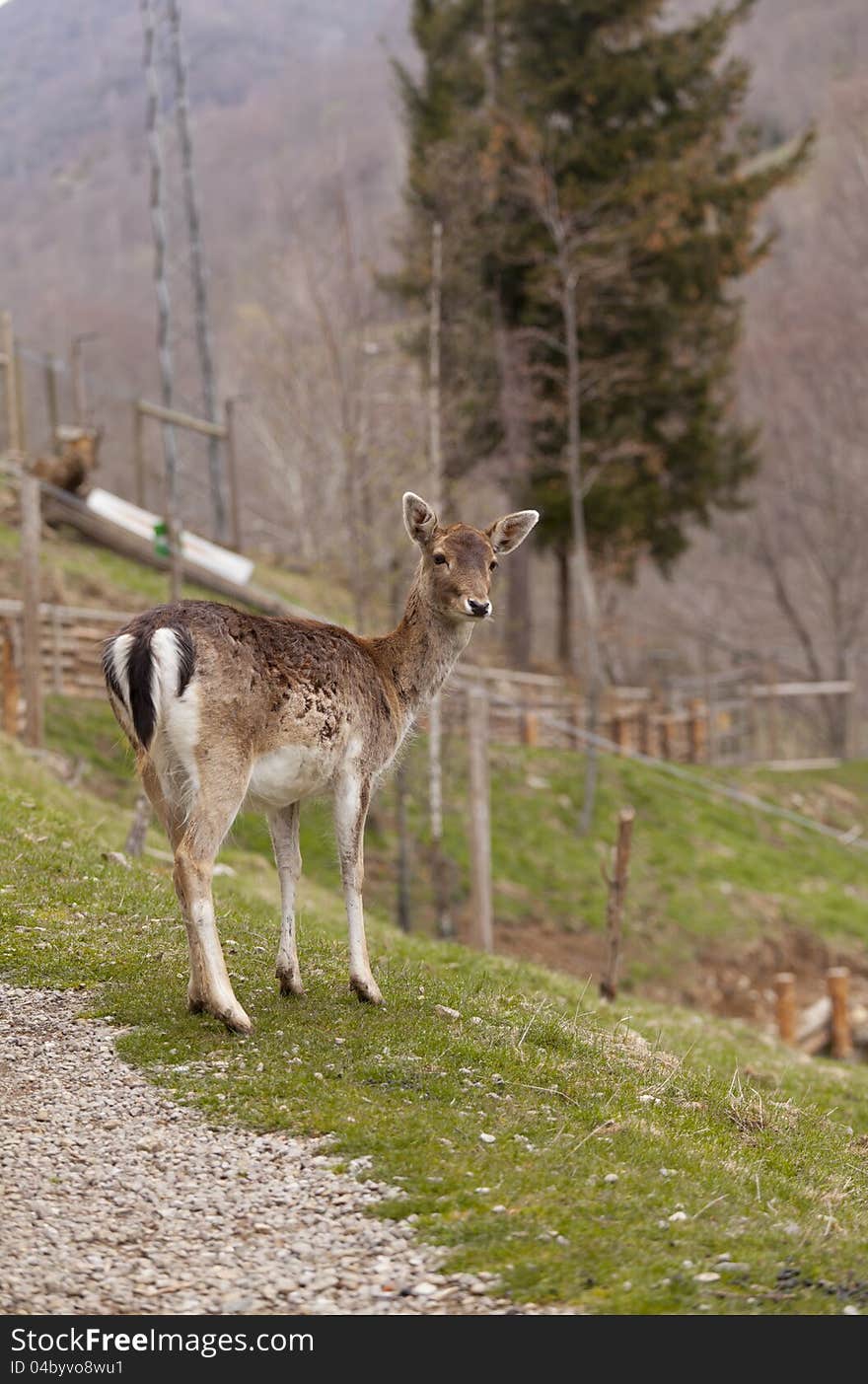 Chamois in semi precious grazing in the forest freed