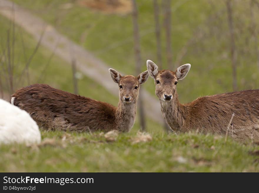 Chamois in semi precious grazing in the forest freed