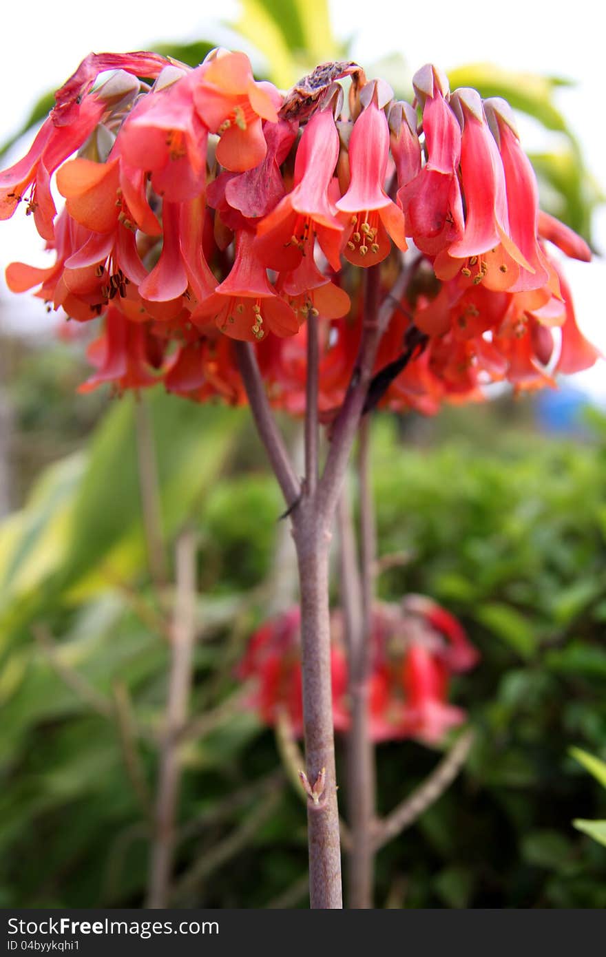 Red flowers of a Mother of Millions plant