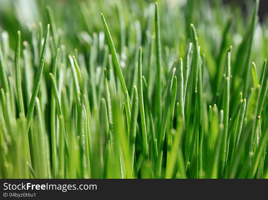 Green grass close-up for a beautiful background