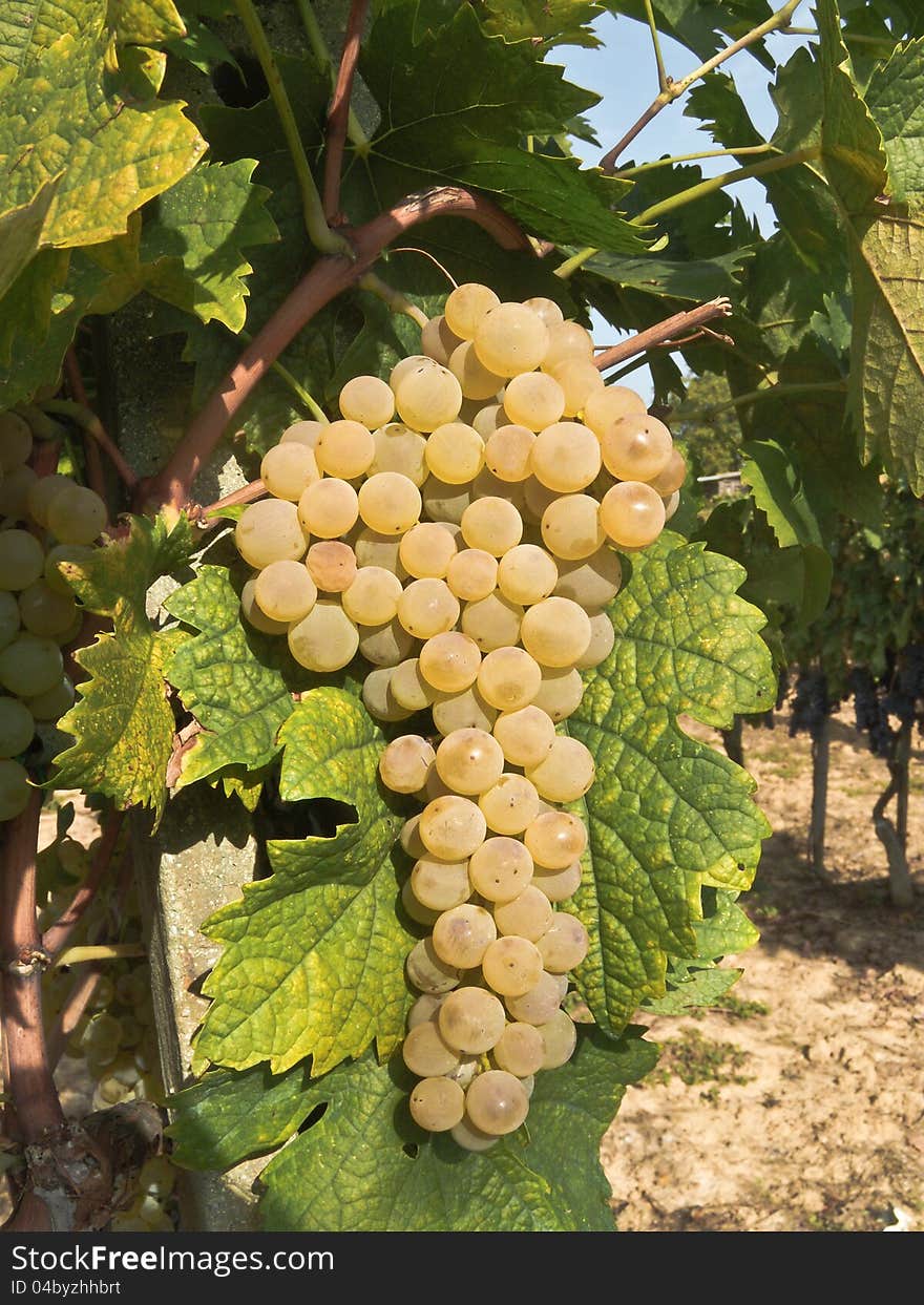 Grapes Hanging from a Vine