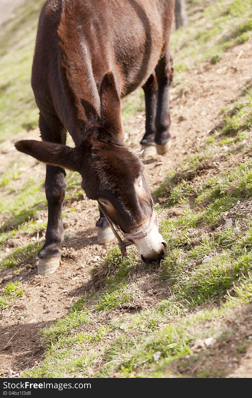 Catalan donkey