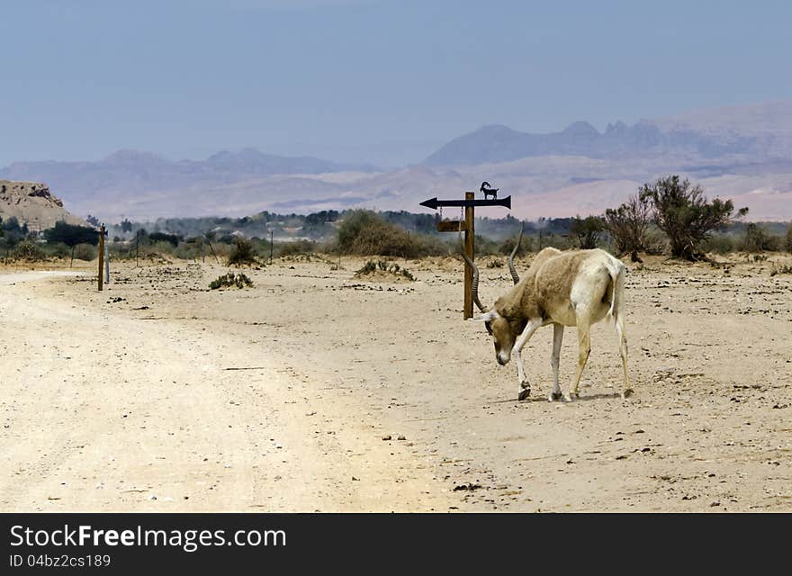 A herbivorous antelope, the Arabian oryx (Oryx leucoryx) in Hai-Bar Yotvata nature reserve, 25 km of Eilat, Israel. A herbivorous antelope, the Arabian oryx (Oryx leucoryx) in Hai-Bar Yotvata nature reserve, 25 km of Eilat, Israel