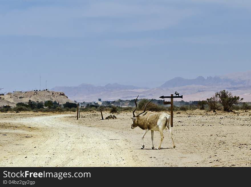 Addax antelope in nature reserve, Israel