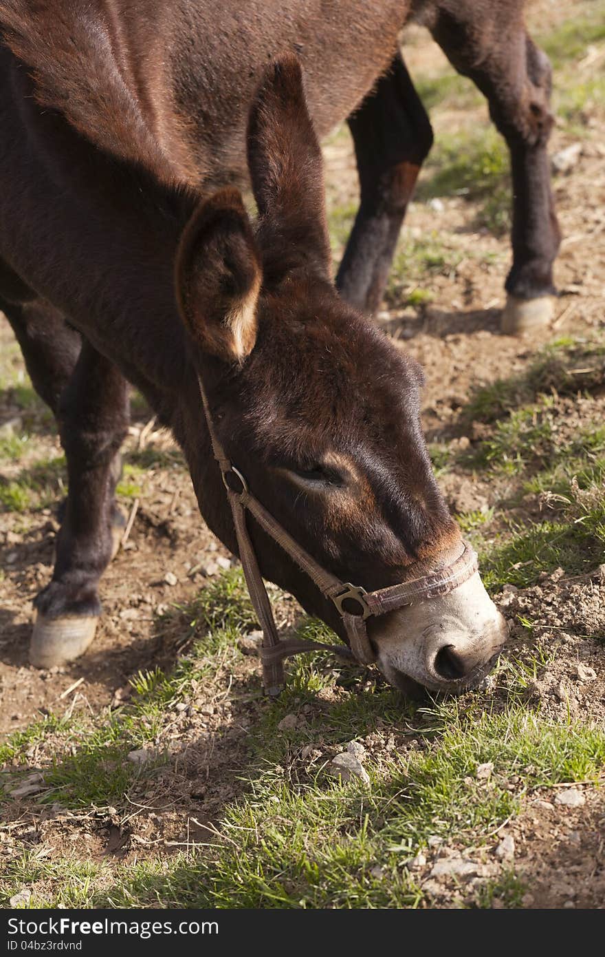 Catalan Donkey