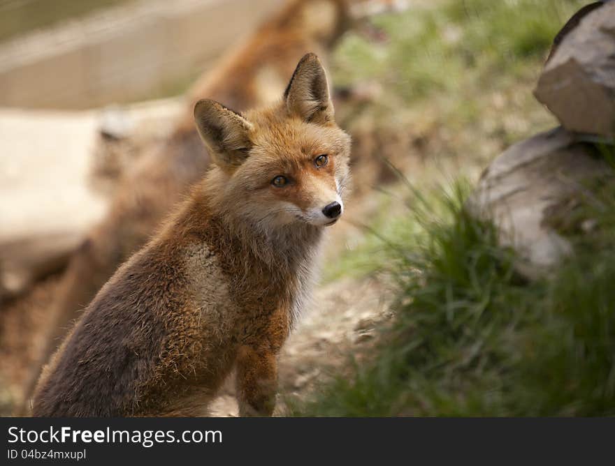 Beautiful fox