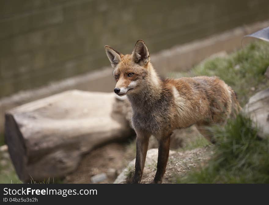 Closeup of a beautiful fox in semi aware of any movement