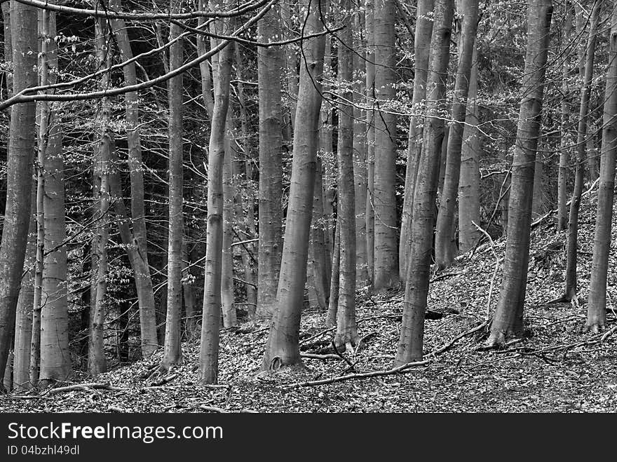 Spring forest in black and white