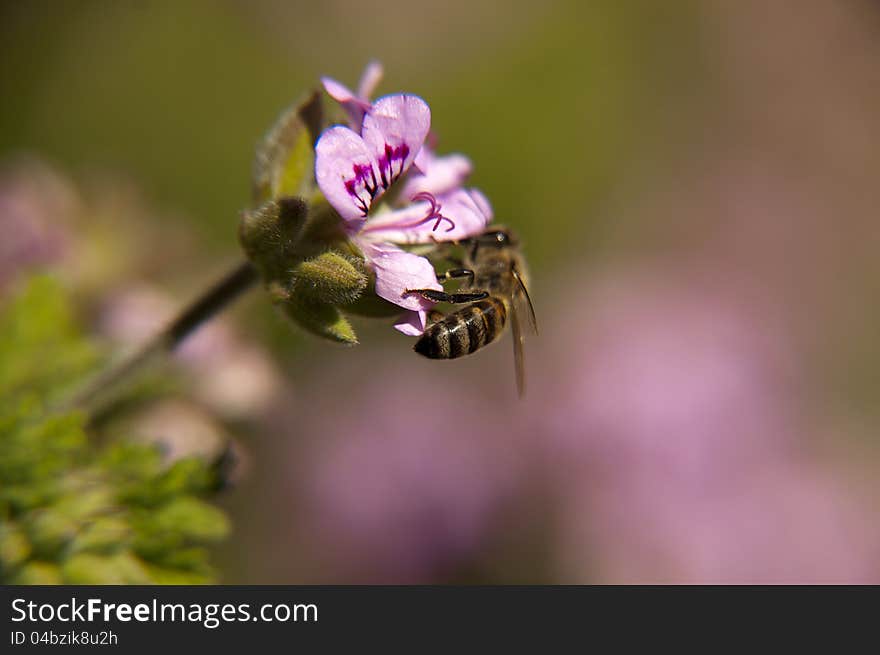 Bee On A Wild Flower