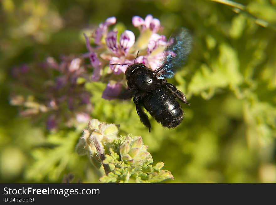 Bee on a wild flower