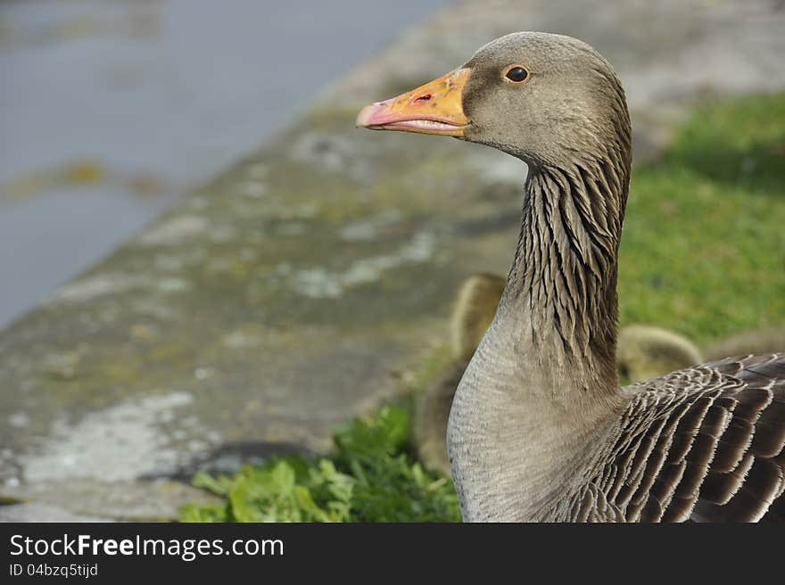 Portrait of a tame goose. Portrait of a tame goose