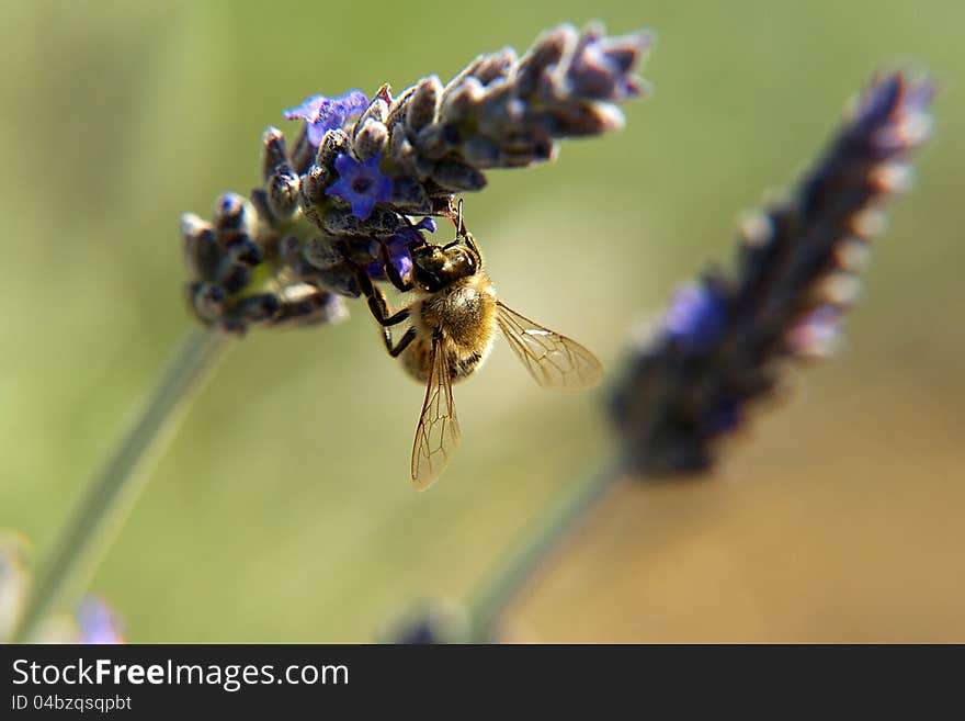 Bee on a wild flower