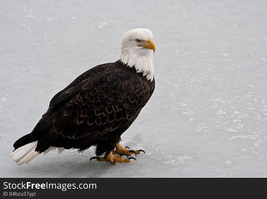 Eagle on Chugach River Ice, Alaska