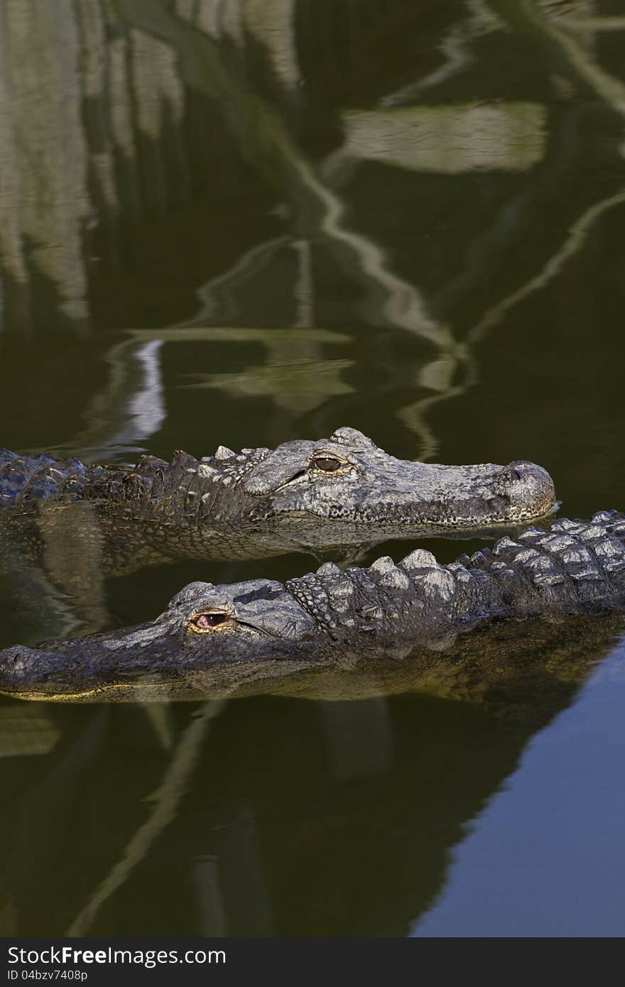 Two alligators in juxtaposing directions; location is Florida, USA;  copy space above and below; vertical image;. Two alligators in juxtaposing directions; location is Florida, USA;  copy space above and below; vertical image;