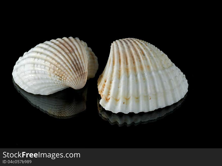 Sea Shells On A Black Background