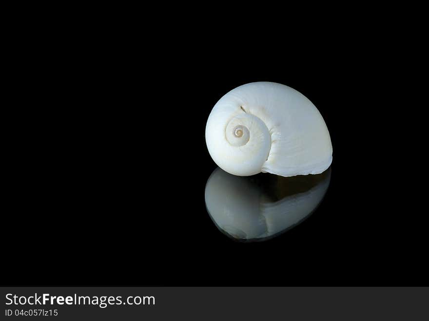 Seashell round and white