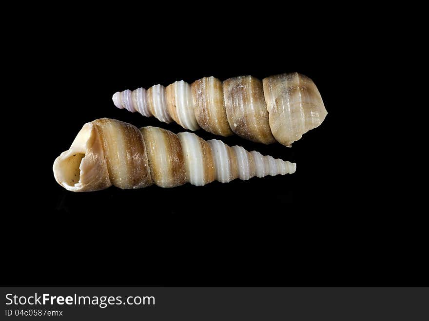 Turritella communis shells