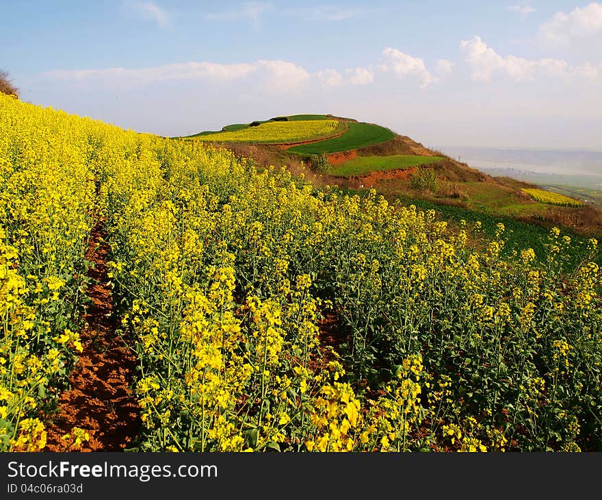 High mountain rape flower in the blue sky. High mountain rape flower in the blue sky.