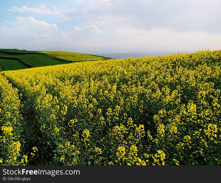 Ups and downs of the rape flower field in China's shaanxi baoji high mountains. Ups and downs of the rape flower field in China's shaanxi baoji high mountains.