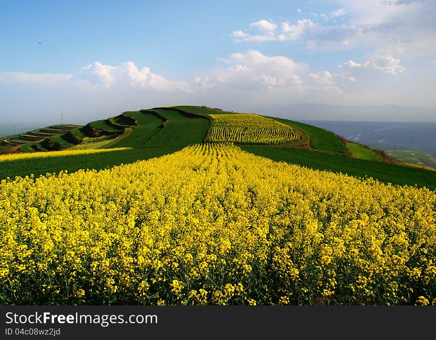 Under the blue sky white cloud of flower field in China shaanxi baoji high mountains. Under the blue sky white cloud of flower field in China shaanxi baoji high mountains.