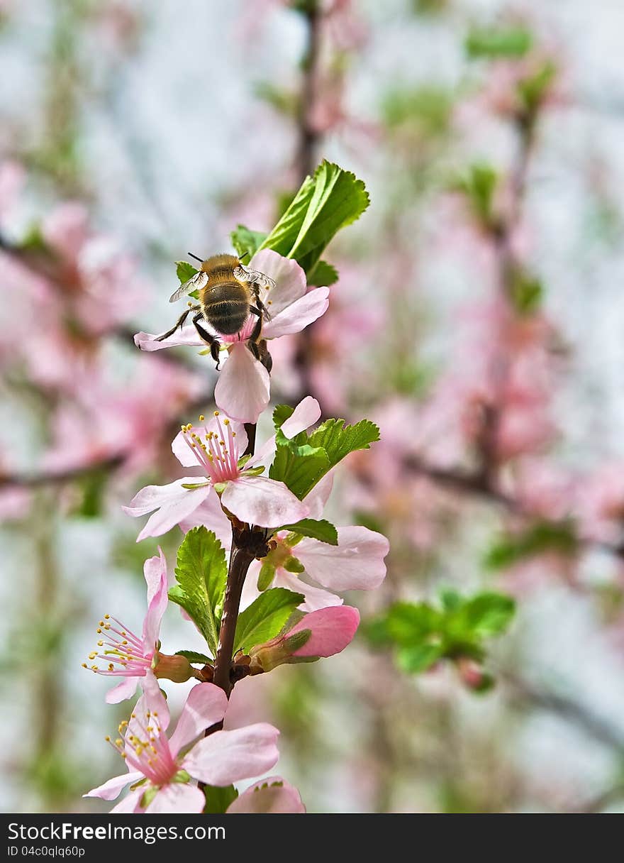 A bee on a blooming tree branch. A bee on a blooming tree branch.