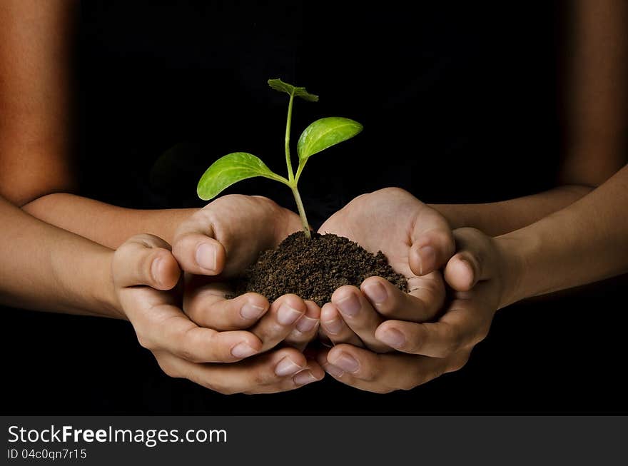 Women hands holding a young plant with black background. Women hands holding a young plant with black background