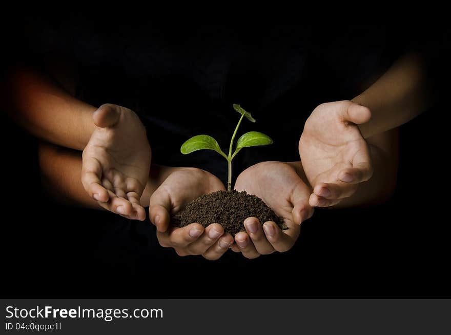 Female hand holding a young plant and other hands protecting. Female hand holding a young plant and other hands protecting