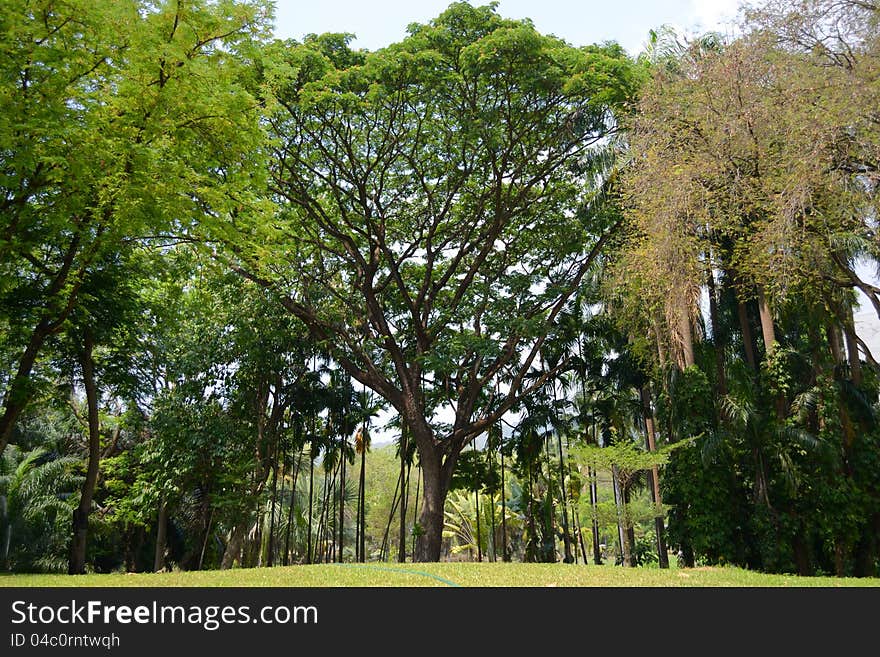 Old big tree in the garden